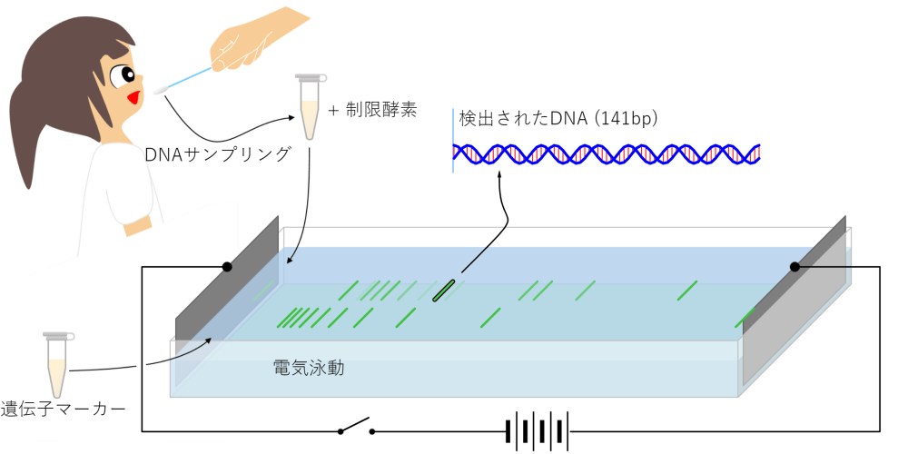 DNA電気泳動