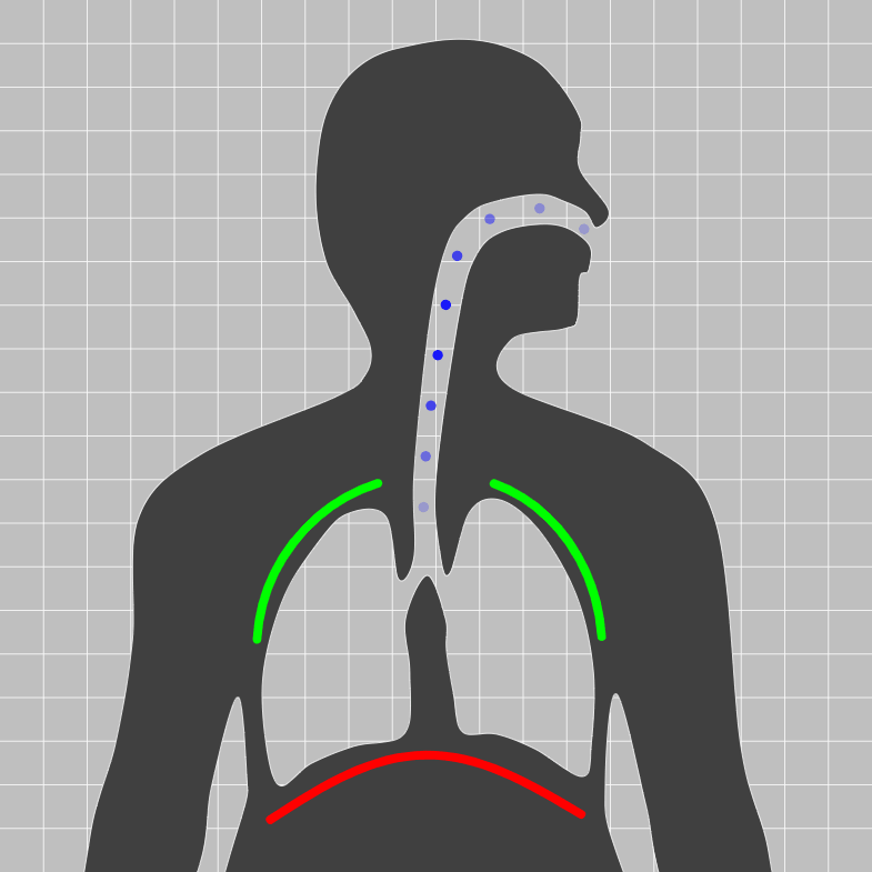 Lung model
