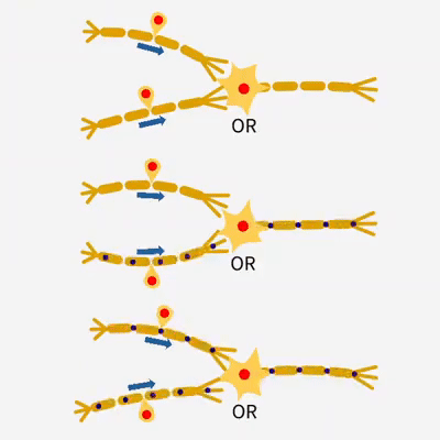 OR Neuron